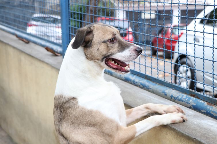 Feira de adoção de animais