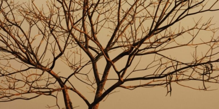 Seca mantém Goiás em alerta extremo de incêndios