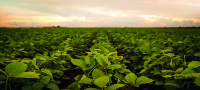 Goiás fortalece sustentabilidade no agro com políticas e inovação