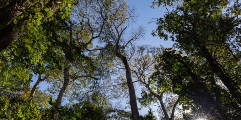 Programa quer ampliar participação social nas unidades de conservação