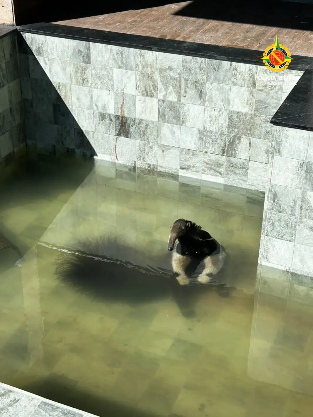 PMDF resgata tamanduá-bandeira em piscina de residência no Jardim Botânico