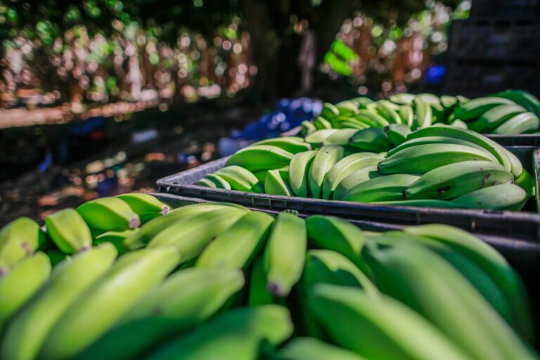 Agrodefesa fornece orientações a produtores sobre transporte interestadual de banana