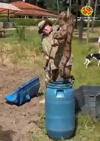 PMDF Realiza Resgate de Jiboia em Área Residencial no Parkway