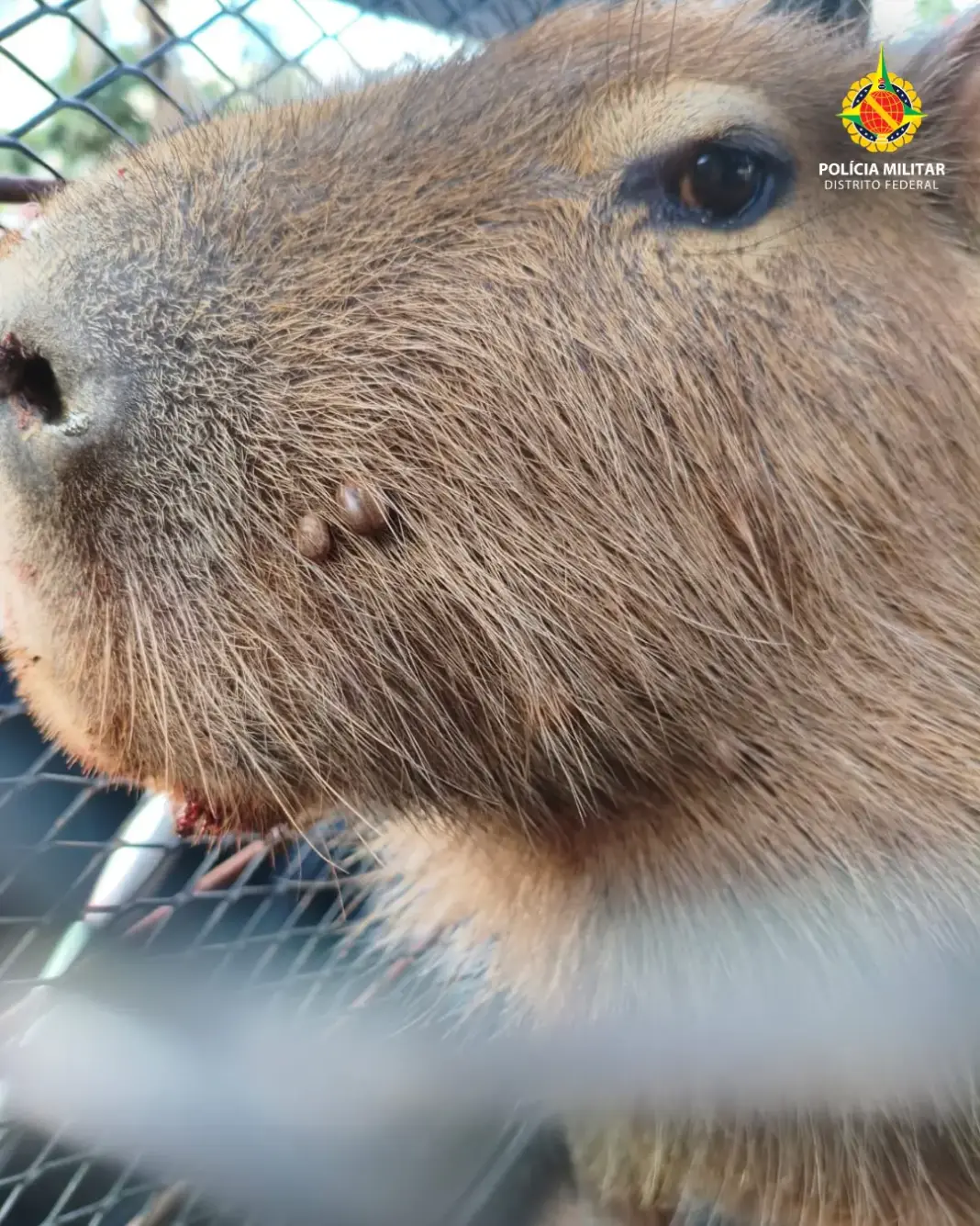 PMDF Realiza Resgate de Capivara no Guará