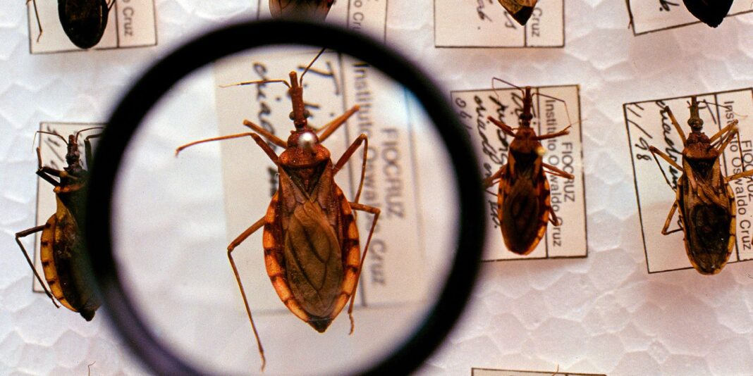 Ministério da Saúde destina R$ 12 milhões para combate à doença de Chagas