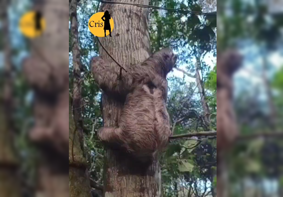 Vídeo: Preguiça é resgatada pela PMDF em área urbana do DF e devolvida à natureza