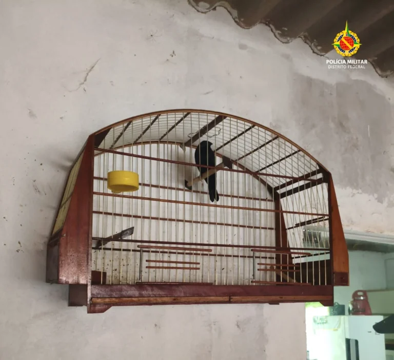 PMDF Autua Homem por Crime Ambiental e Apreende Ave Silvestre em Sobradinho