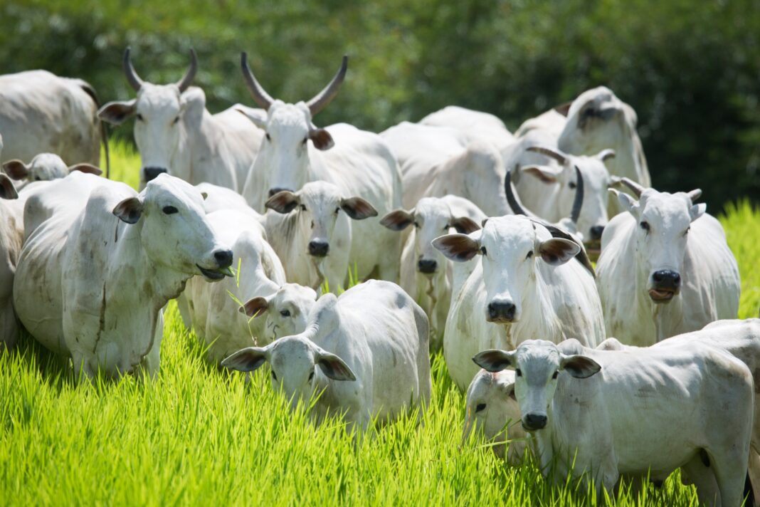Semana de Combate e Prevenção à Brucelose Bovina tem início no dia 25
