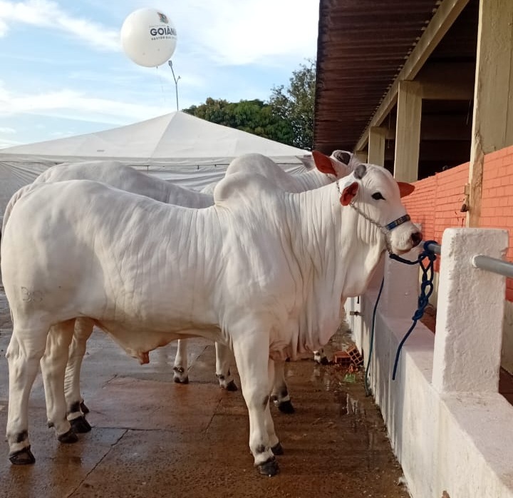 Governo oferece serviços ao setor pecuário em Goiânia