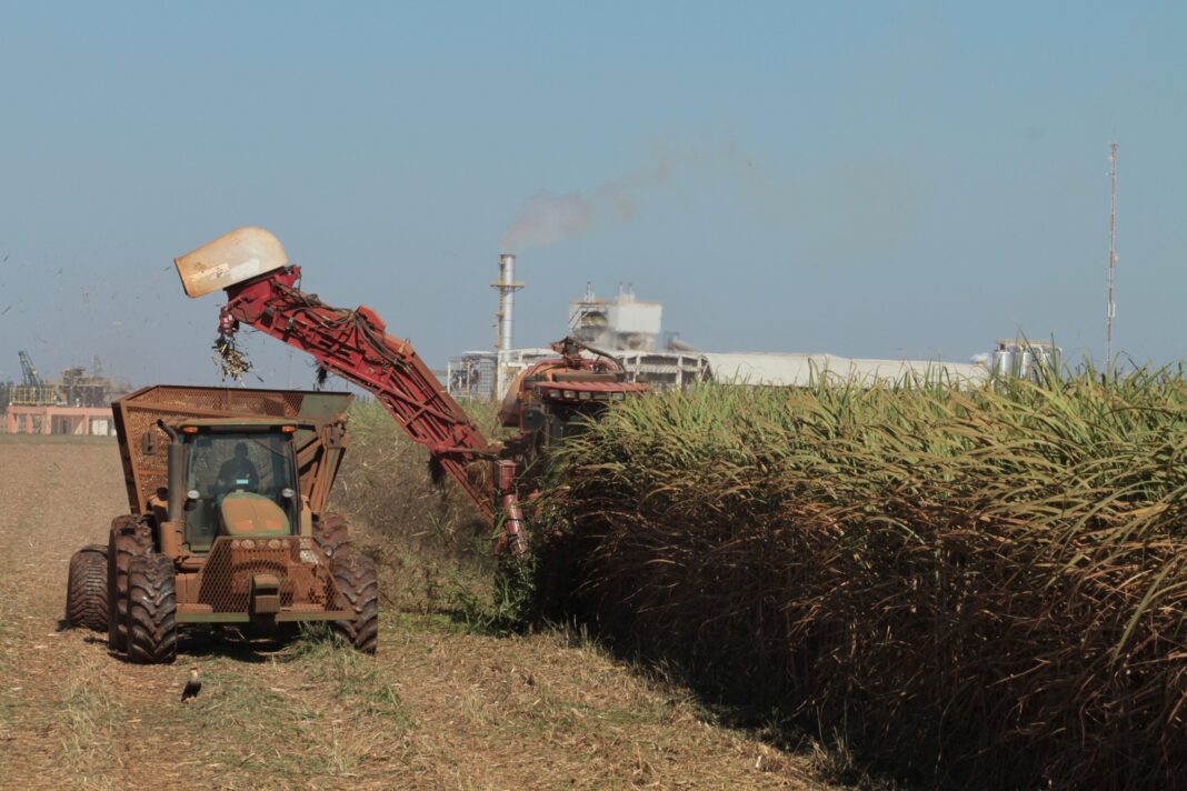 Goiás alcança 2º lugar em ranking nacional de produção de cana-de-açúcar com recorde histórico