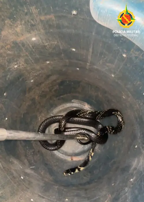 PMDF Realiza Resgate de Serpente em Veículo no Núcleo Bandeirante