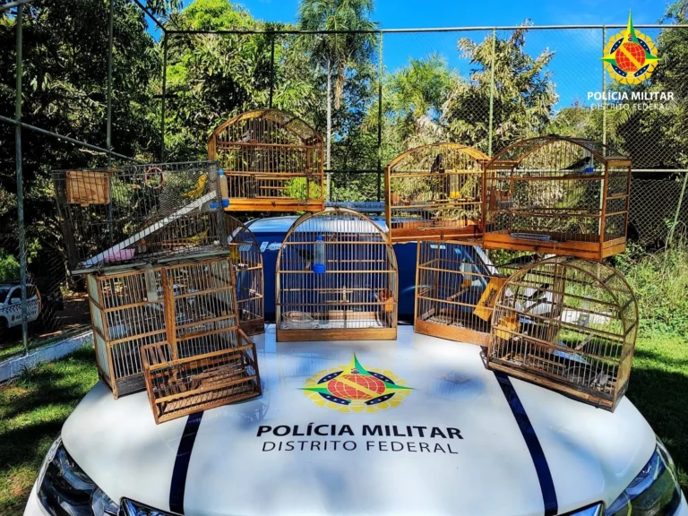 PMDF realiza resgate de aves silvestres mantidas de forma irregular em Santa Maria