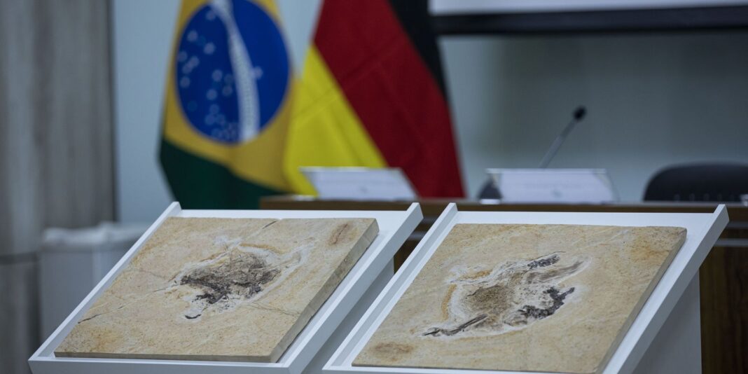 Brasil busca recuperar fósseis de dinossauros e patrimônios em 14 países