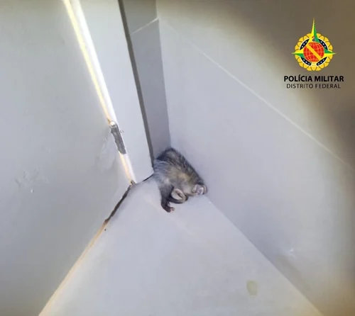 PMDF realiza resgate de saruê em área residencial na Asa Norte