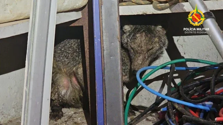 PMDF Resgata Animais Silvestres e Apreende Pássaros Criados em Cativeiro Irregular