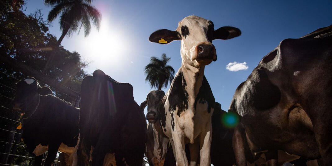 União Europeia implementa veto à carne brasileira a partir de setembro