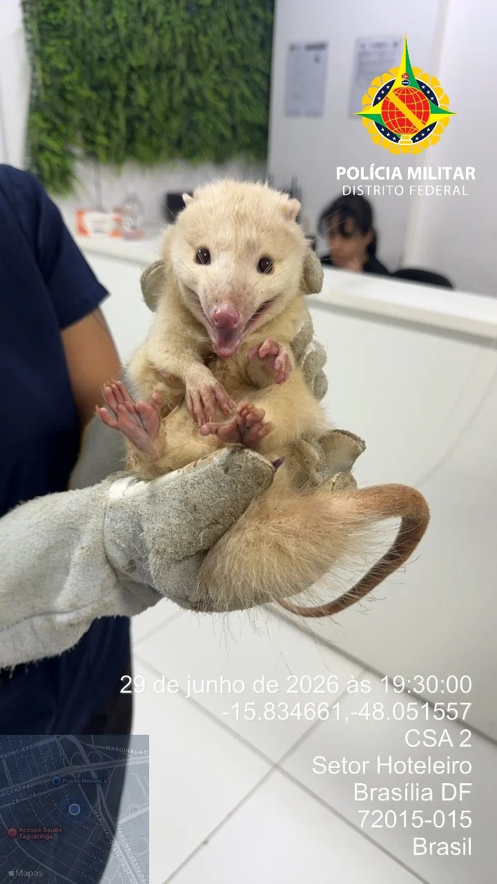 PMDF resgata saruê albino em shopping de Taguatinga