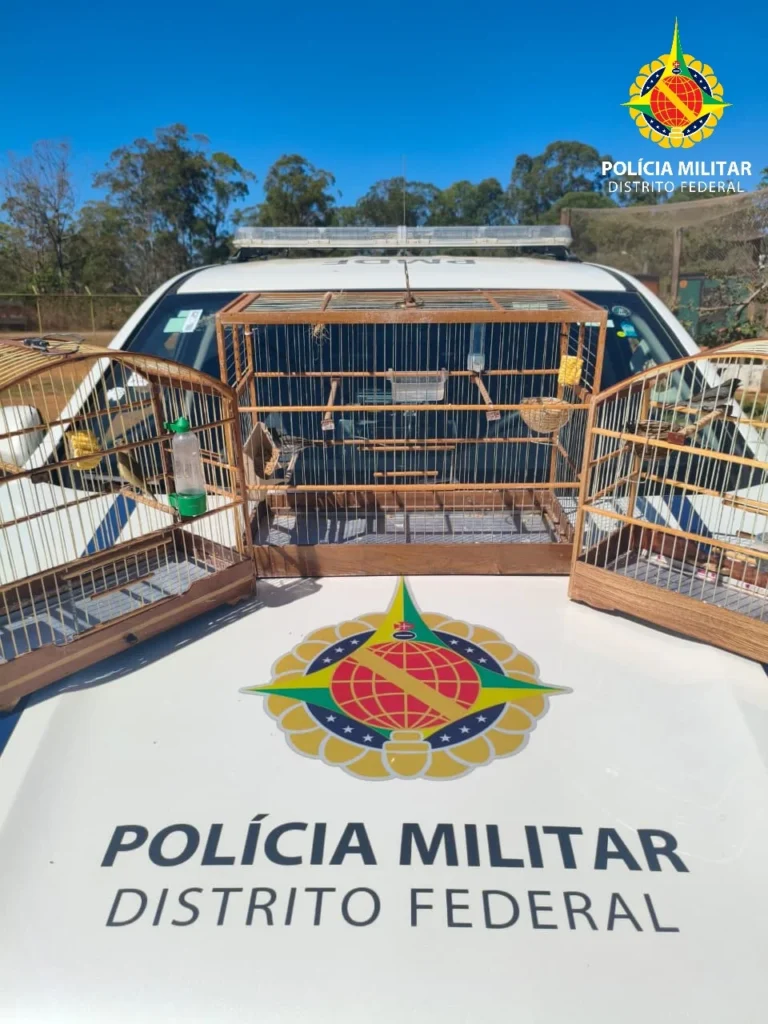 PMDF autua homem por crime contra a fauna e apreende aves silvestres em Santa Maria