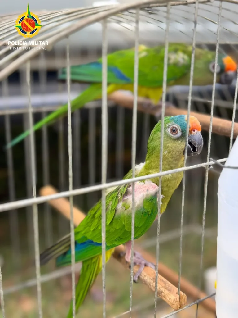 PMDF autua quatro pessoas por crimes contra a fauna no Paranoá