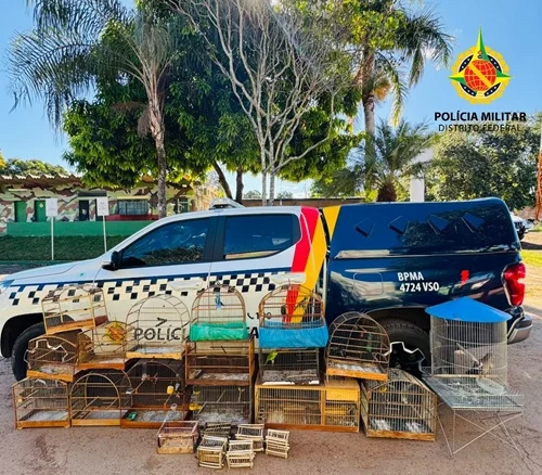 PMDF Autua Dez Pessoas por Crimes contra a Fauna e Apreende 11 Aves Silvestres no Recanto das Emas