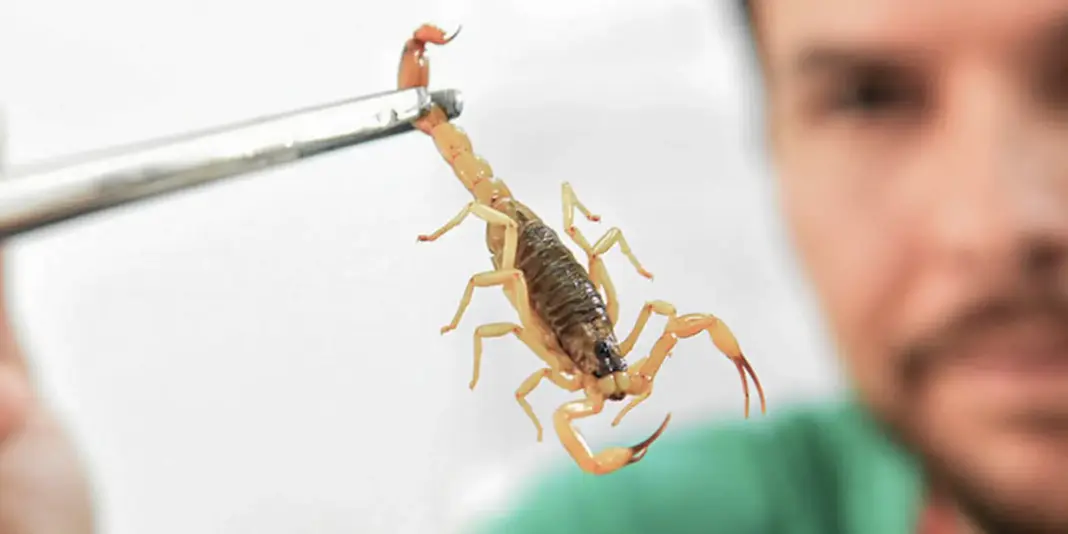 Crianças apresentam maior vulnerabilidade a envenenamento por picada de escorpião