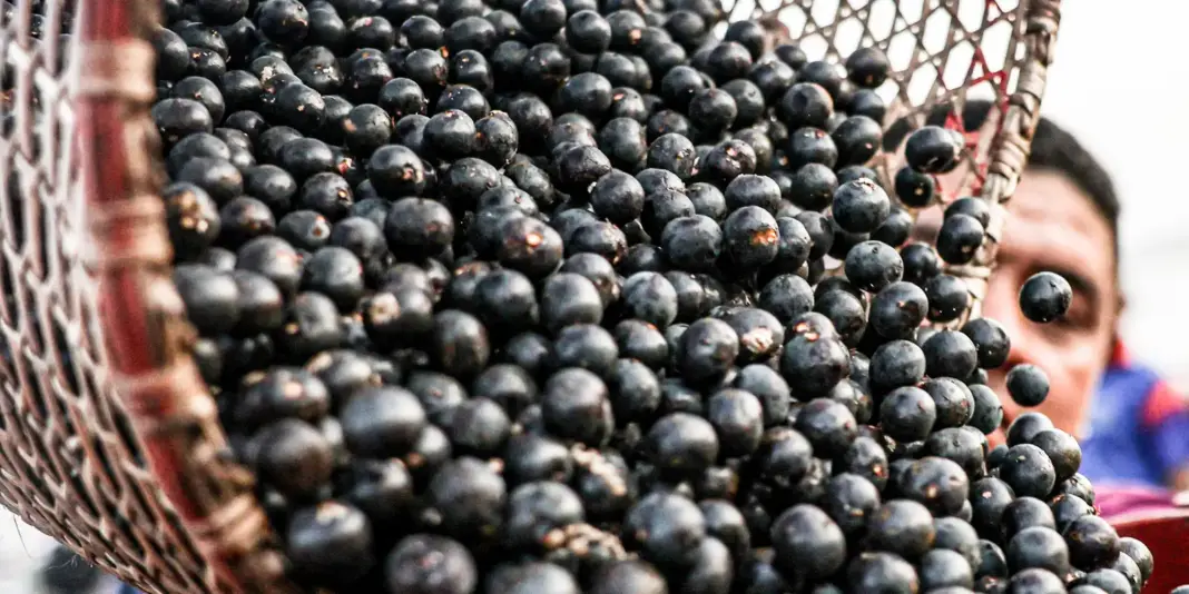 China simplifica processo de exportação de polpas e frutas congeladas do Brasil