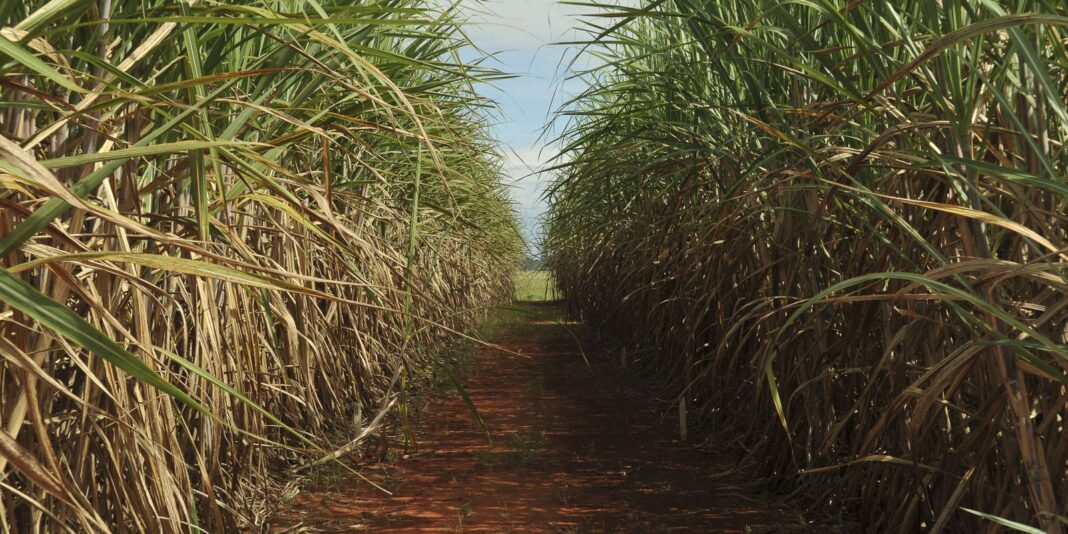 Conselho aumenta teto de remuneração do Eco Invest Brasil