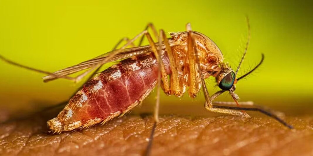São Paulo registra dois casos de febre do Nilo Ocidental