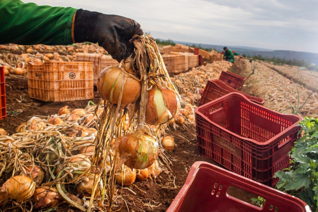 Em Goiás, ganho de produtividade faz colheita de cebola crescer 32,6%